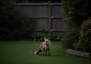 Foxes