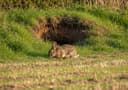 Rabbits