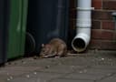 Rats