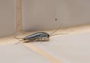 Silverfish
