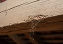 Woodworm