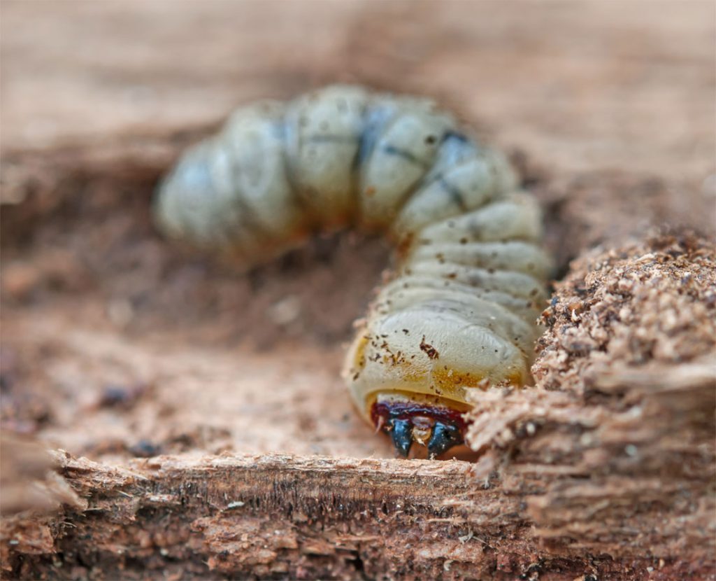 Woodworm control