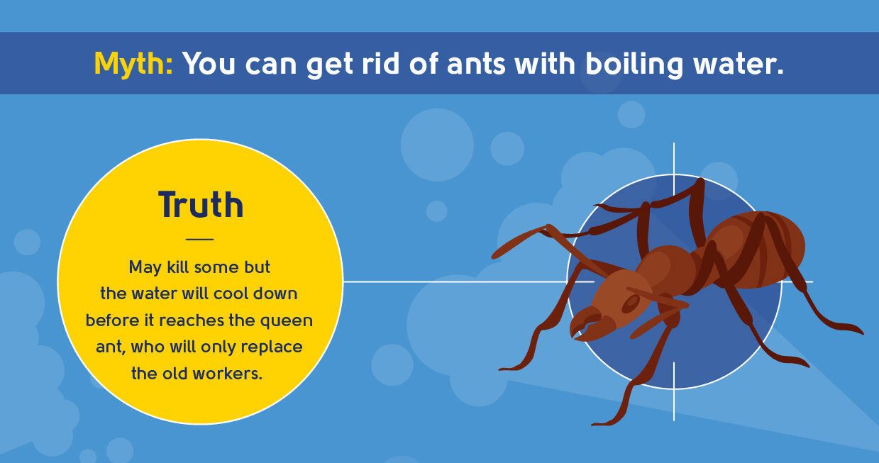 myth - you can get rid of ants with boiling water