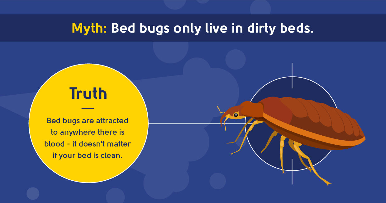myth - bed bugs only live in dirty beds