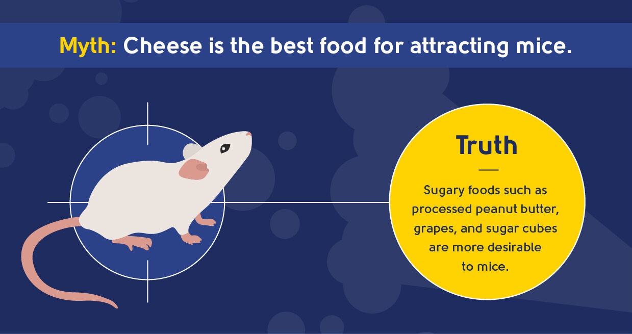 pest control myth - cheese is the best food for attracting mice