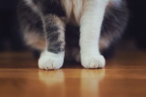 cat's paws
