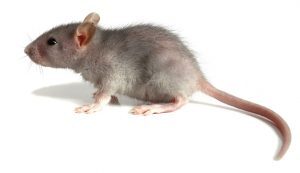 rodent - a mouse