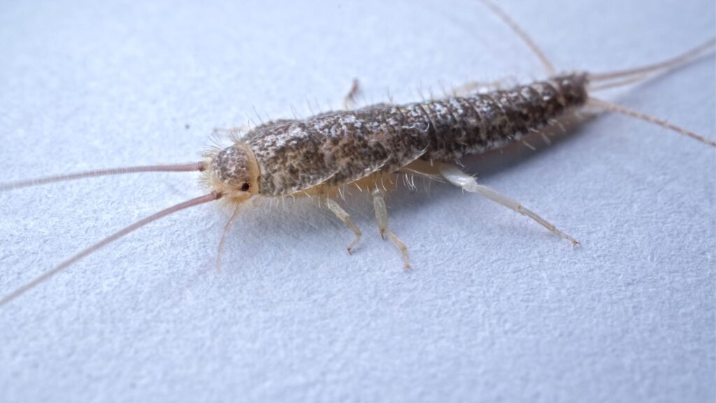 How to remove silverfish from a home or business